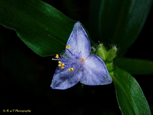 {Tradescantia subaspera}